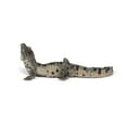 thumbnail image 5 of Papo Baby Crocodile Figure, Multicolor, 5 of 6