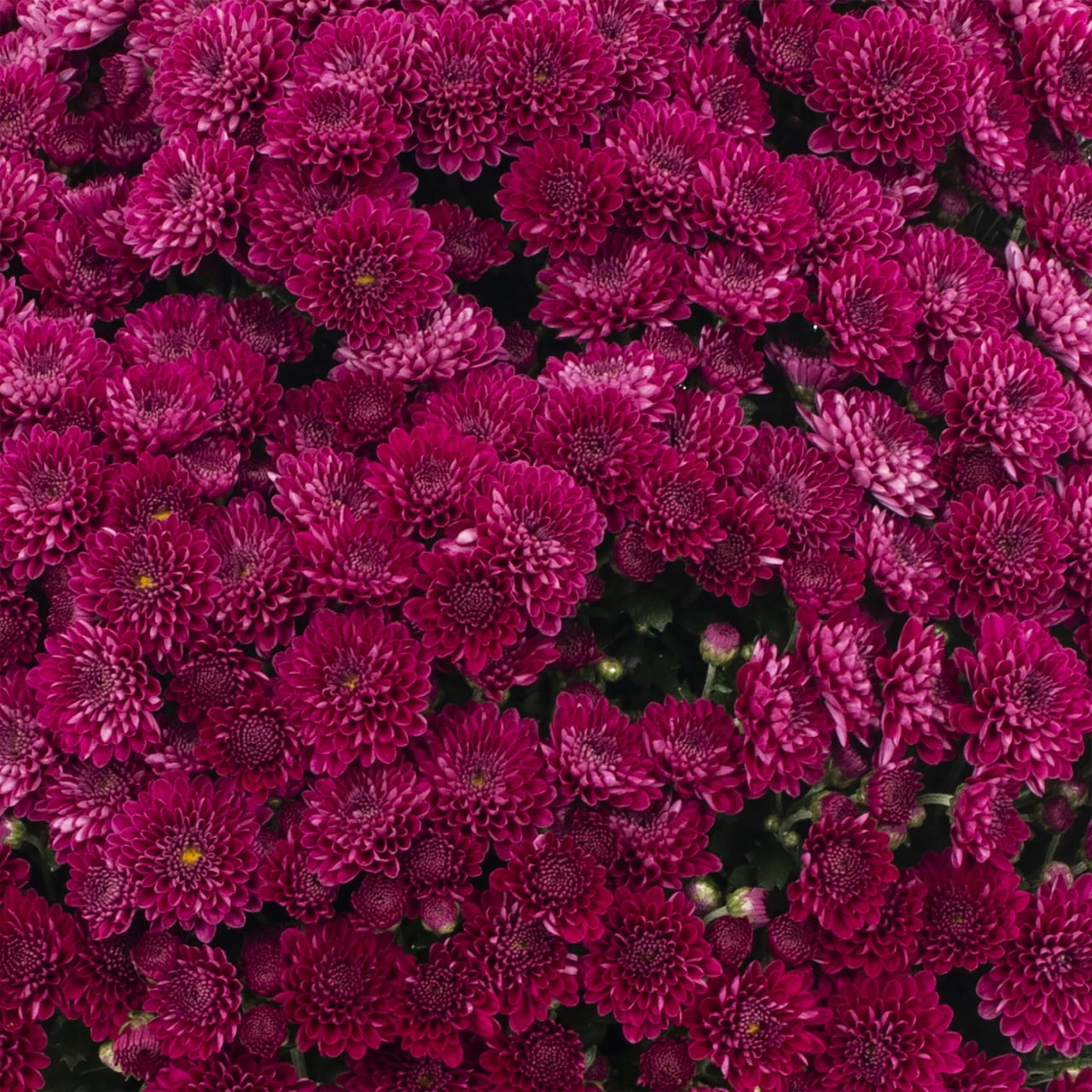 Better Homes & Gardens 1.5 gal Purple Garden Mum Live Plant in Decorative Pot