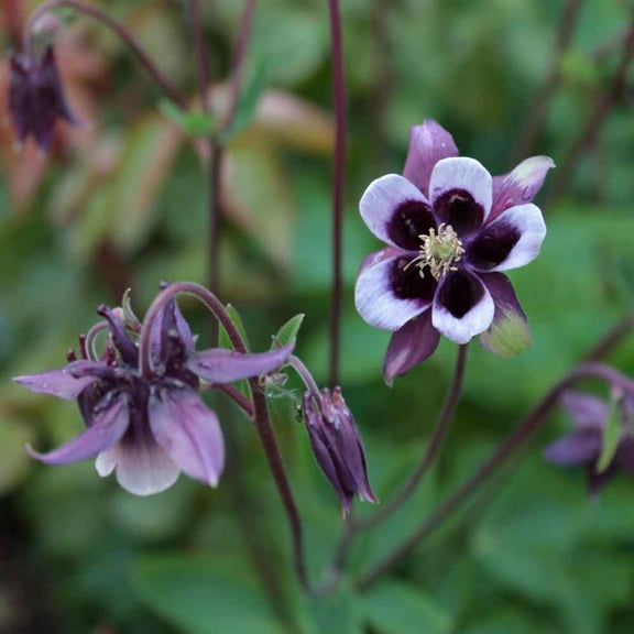 Outsidepride Columbine William Guinness Flowers - 2000 Seeds