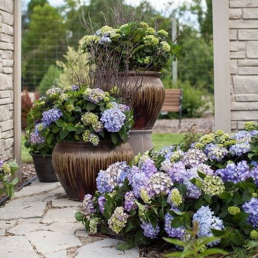 Endless Summer BloomStruck Reblooming Hydrangea Live Shrub in 1-Gallon Grower Pot