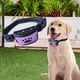 thumbnail image 3 of Collar antiladridos para perros sin ladridos, sensibilidad , recargable, eléctrico, ultrasónico, antiladridos, para la mayoría perros, Violeta Colco Collar de entrenamiento de ladridos, 3 of 8