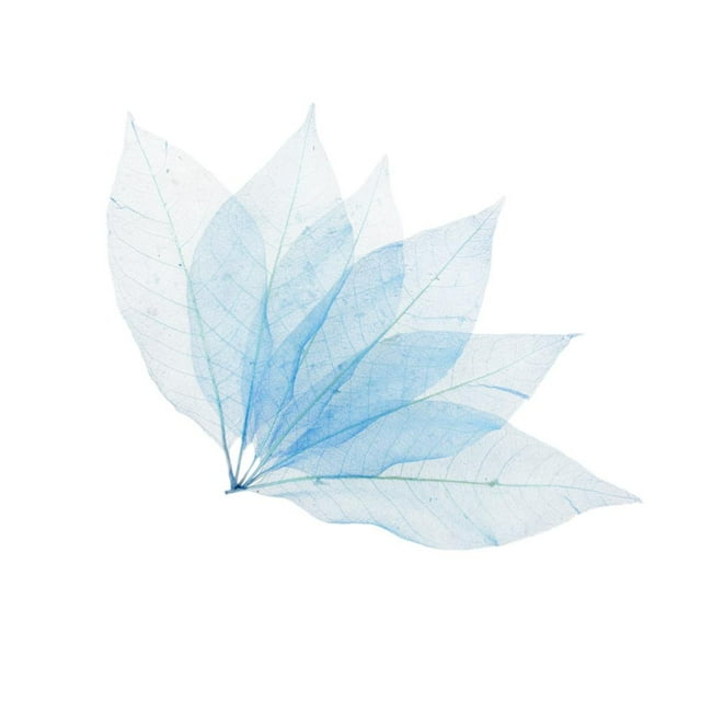 segolike 50 Pcs Feuilles de Squelette de Magnolia Naturelles Album de Cartes - Bleu