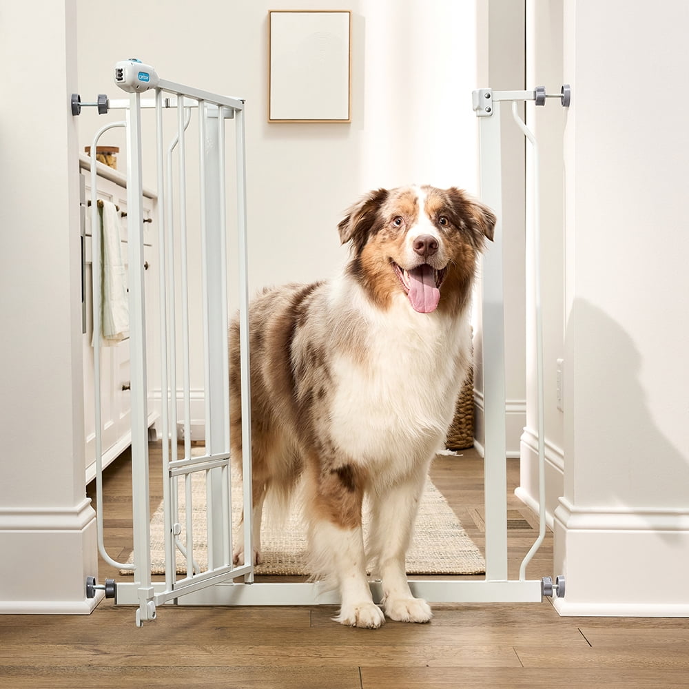 Carlson Extra Tall Metal Walk Through Pet Gate with Small Pet Door and Extension Kit, 36" H x 29"-36.5" W