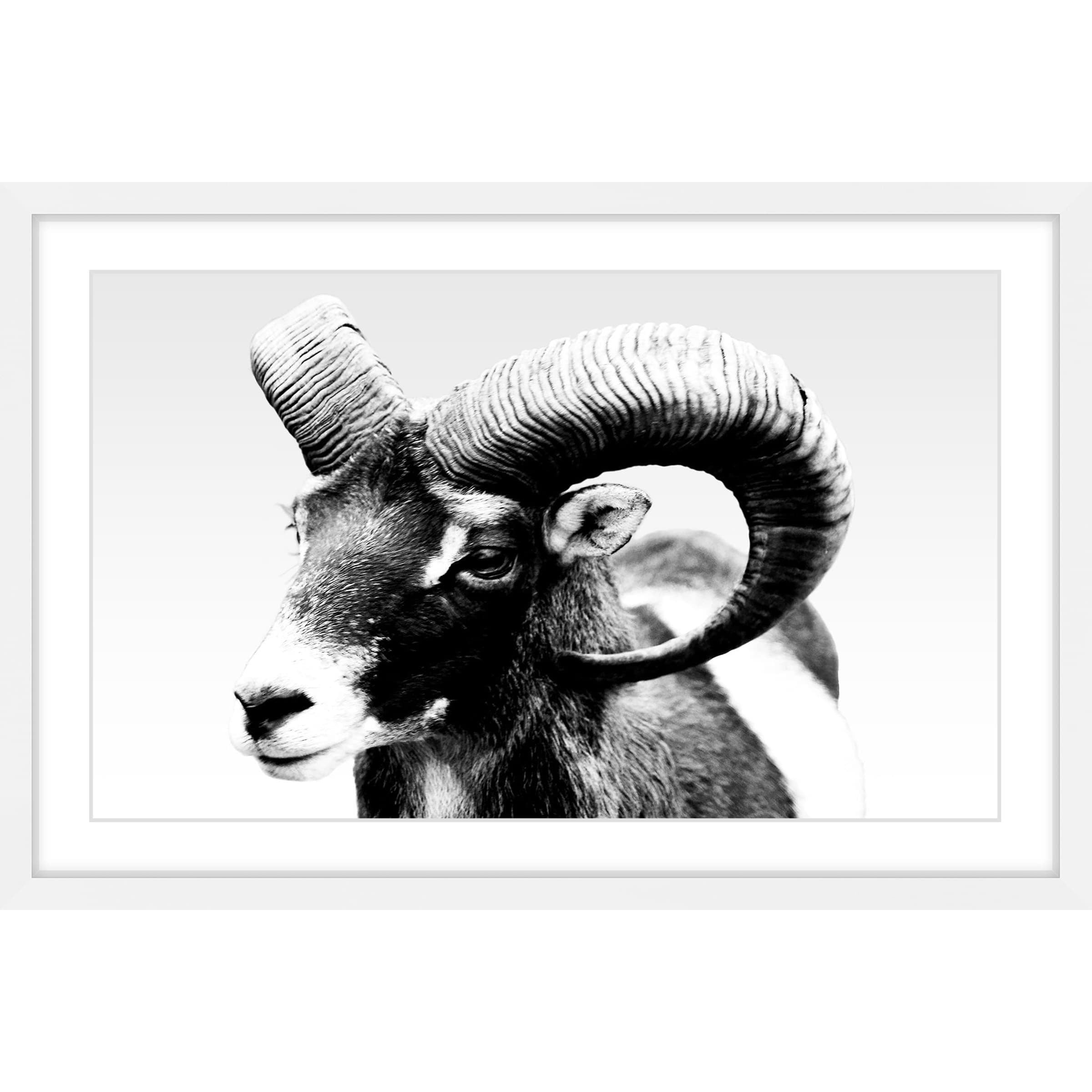 Marmont Hill "Ram Forward" Framed Painting Print