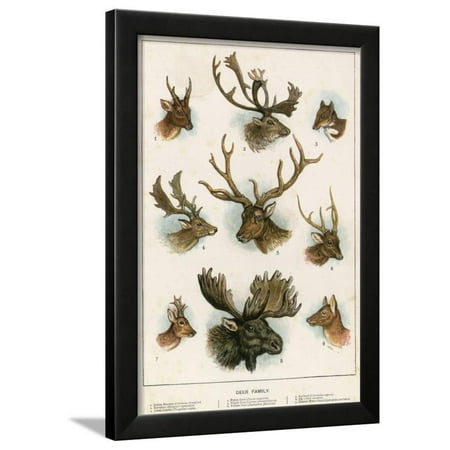 Deer Family  Framed  Print Wall Art  By English School 