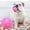 Pink, variant on Byujiro Dog Ball for Puppy Teething Interactive Fetch & Chew Toys, Bouncy Bite-Resistant Play Balls for Small to Medium Dogs Indoor Outdoor Training & Entertainment