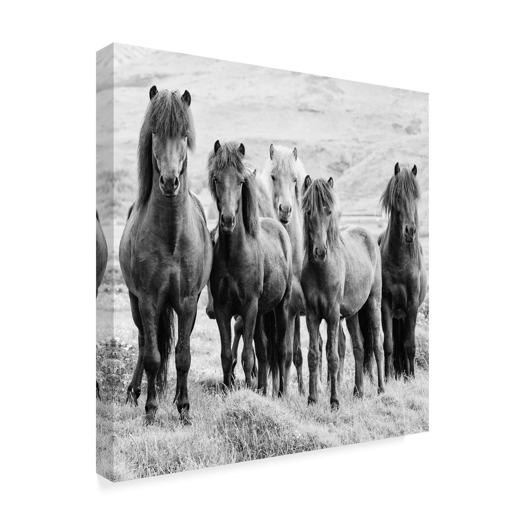 Trademark Fine Art 'Black And White Horses VIII' Canvas Art by PHBurchett