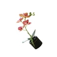 thumbnail image 1 of Flor falsa Wosthever decorativa de tela tipo 4 para hogar oficina hotel, 1 of 6