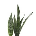 thumbnail image 2 of Live Zeylancia Snake Plant - 4" Biodegradable Pot - Yellow, 2 of 5