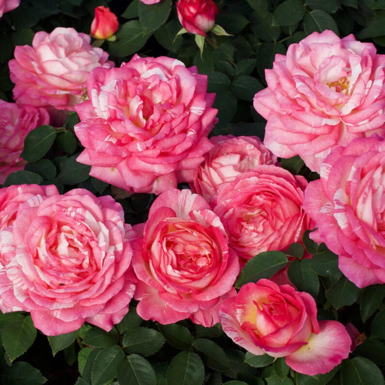 30 Seeds Marc Chagall Floribunda Rose Seeds Perennial Non- Garden Planting Late Winter Early Spring