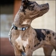 thumbnail image 3 of Country Brook Petz® Blue Peonies Everyday Dog Collar, Medium, 3 of 7