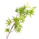 thumbnail image 2 of Gwong Decoración hogareña 1pc artificial vívido arce hoja rama planta jardín boda fiesta decoración del hogar Gwong 21043560, 2 of 7