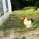 thumbnail image 5 of Plataforma para gallinas Rutin, jaula para gallinas Rutin, plataforma paisajística, soporte metálico para gallinas., 5 of 8