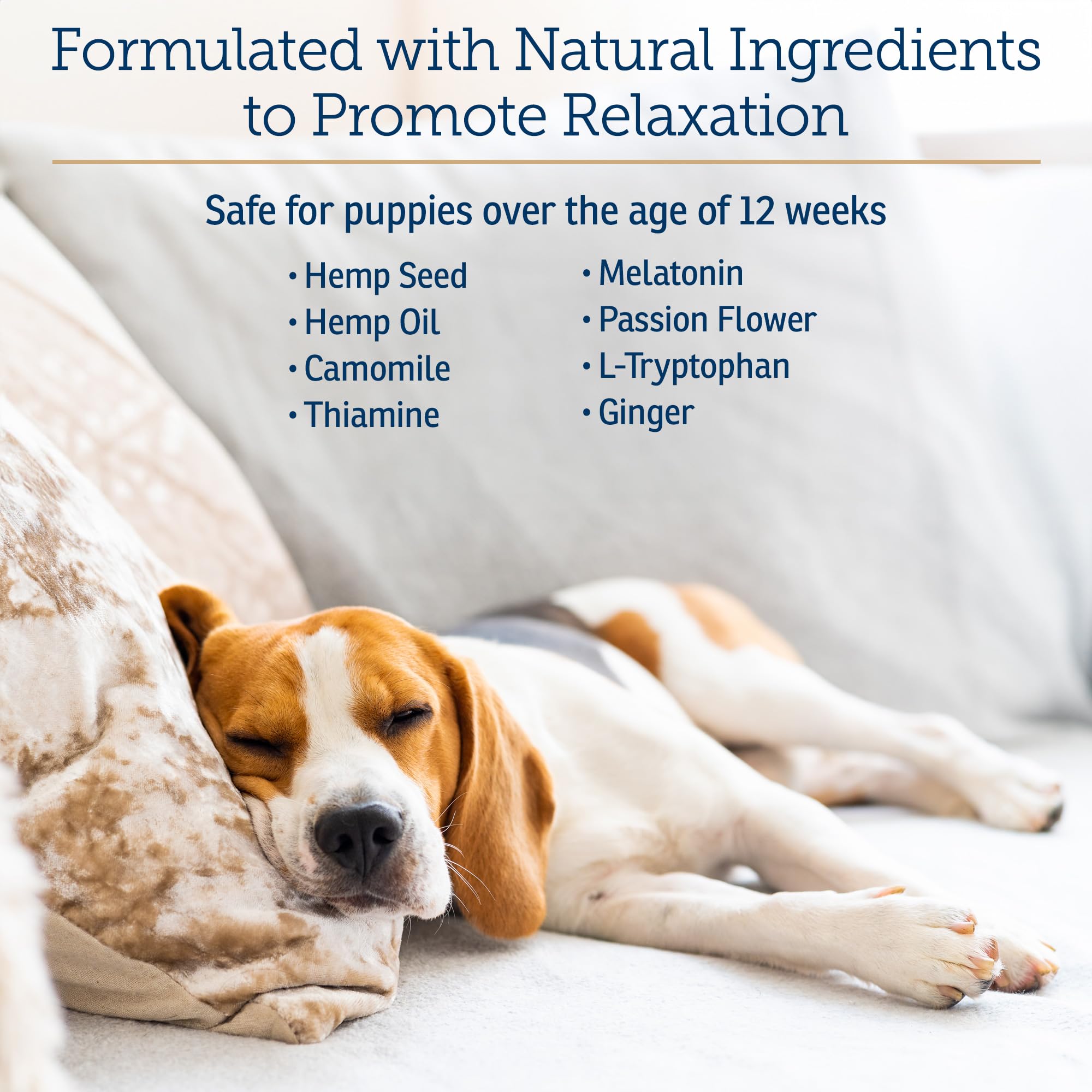 Rx Vitamins NutriCalm - Calming Care for Dogs with Valerian Root, Tryptophan, & Ashwagandha - Aids in Separation Anxiety Relief for Dogs and Stress Relief - Dog Road Trip Essentials & Relaxant - 50ct