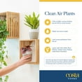 thumbnail image 6 of Costa Farms 4" Tiny Plants Assorted Live House Plants in 2.5" Grower Pots (3 Count), 6 of 9