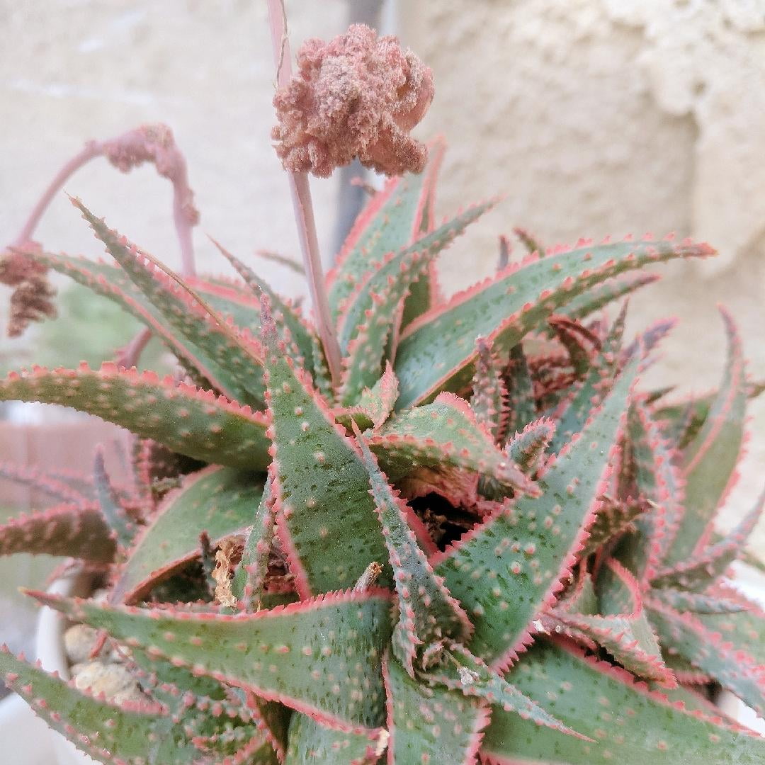 RedCrocus Aloe 'Christmas Carol' Succulent Variegated Green & Cream Leaves Drought-Tolerant Indoor & Outdoor Plant 6" Pot