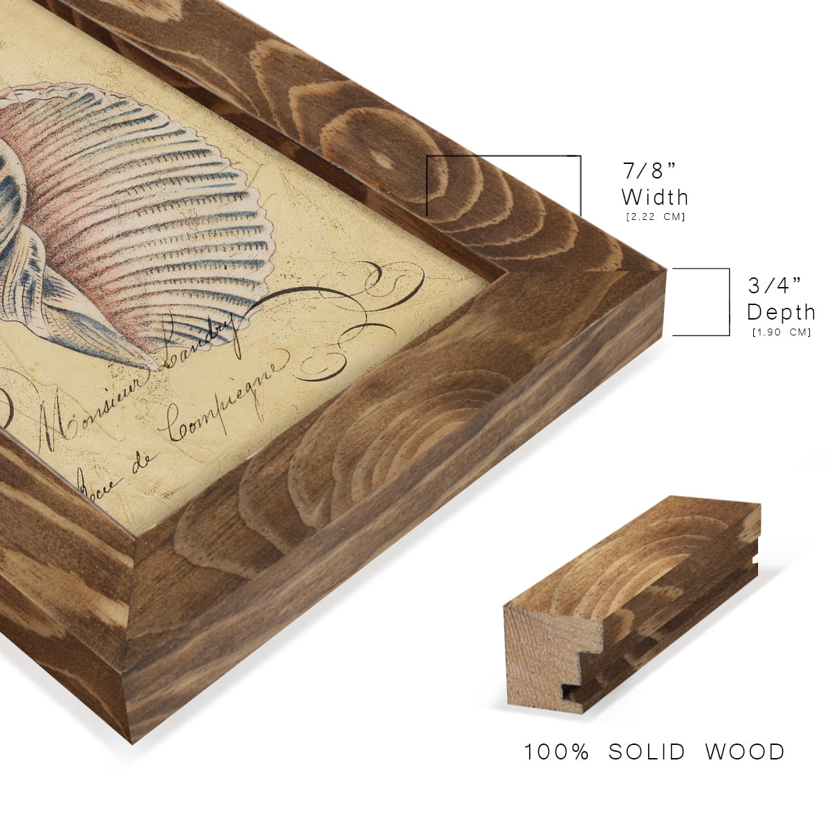 Seashell Ephemera V - Framed Print w/glass - Walnut