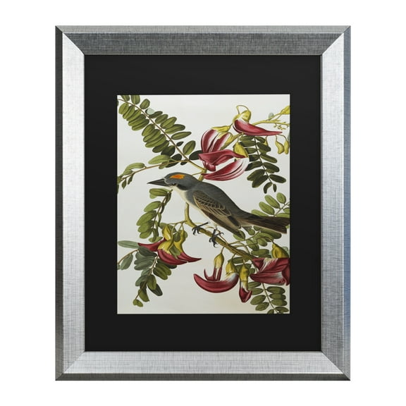 Trademark Fine Art 'Gray Tyrant Gray Kingbird' Canvas Art by John James Audubon