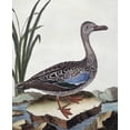 thumbnail image 2 of Buffon, Georges-Louis Leclerc 26x31 Black Ornate Wood Framed with Double Matting Museum Art Print Titled - Sarcelle - Duck De Cayenne, 2 of 4