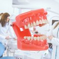 thumbnail image 4 of Modelo de dientes dentales multifuncional práctica visible inamovible para estudio de enseñanza Tmvgtek Cuidado Belleza, 4 of 8