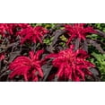thumbnail image 1 of 100 Graines de Fleurs Tricolores EARLY SPLENDOR AMARANTHUS Hypochondricus, 1 of 10