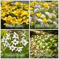 thumbnail image 3 of Garden Party Collection - 100 Bulbs Featuring 4 Varieties of Pink, Yellow, Red, White Flowers- Attracts Butterflies, Bees & Hummingbirds, 3 of 7