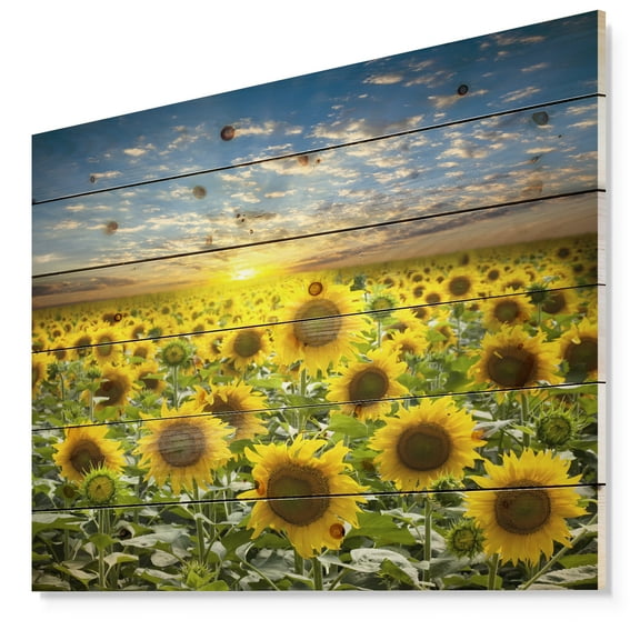 Designart Field of Blooming Sunflowers Floral Print on Natural Pine Wood Art Print, 20" x 12"