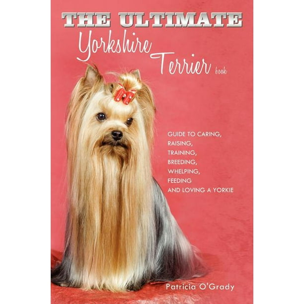 Are Yorkies Cold At Night