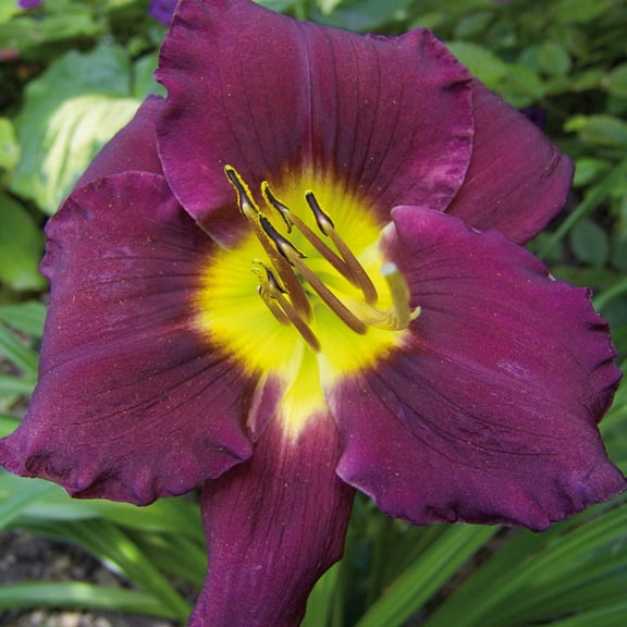 Direct Gardening Bela Lugosi Daylily Dormant Bare Root Purple Flowering Starter Plant