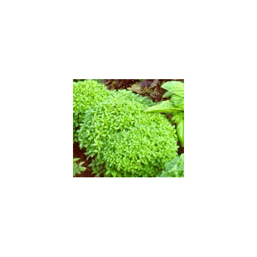 Basil Spicy Globe Great Garden Herb by Seed Kingdom BULK 1/4 Lb Seeds