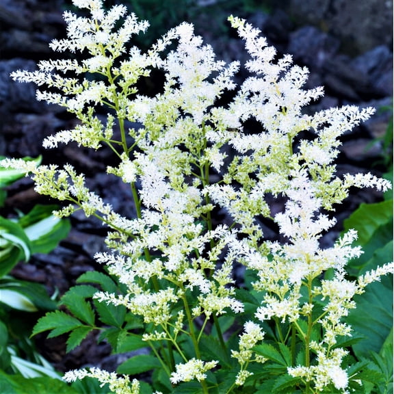 Easy to Grow Astilbe Bridal Veil 1 Plant Root, White Flowers Summer Shade