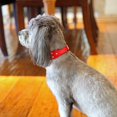 thumbnail image 4 of 1Pack Cute PU Leather Adjustable Puppy or cat Collar, Rhinestone Flower Pattern Studded Girl Dog or cat Collar - Pink, Red, Blue, Black for Small to Medium Dogs or Cats, 4 of 6