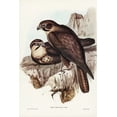 thumbnail image 2 of Gould, John 11x14 White Modern Wood Framed Museum Art Print Titled - Brown Hawk-Ieracidea Berigora, 2 of 4
