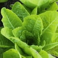 thumbnail image 5 of Jericho Romaine Lettuce Seeds for Planting, 500+ Heirloom Seeds Per Packet, (Isla's Garden Seeds), Non GMO Seeds, Botanical Name: Lactuca Sativa, Great Home Garden Gift, 5 of 5