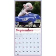Pocket Pigs Mini Wall Calendar 2019 The Famous Teacup Pigs of