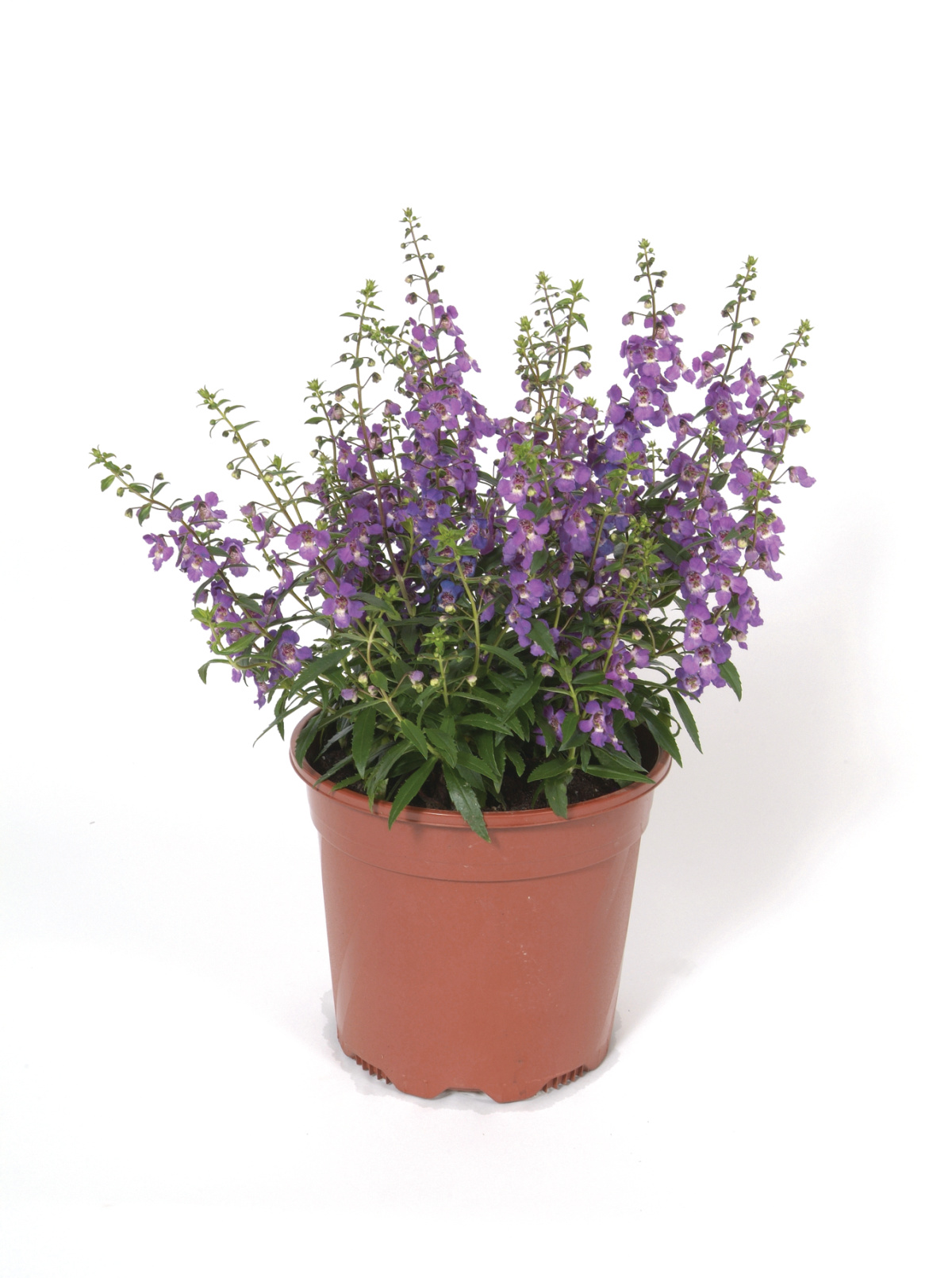 Delray Plants - Angelonia - Fresh From the Farm - Purple - 4 pack