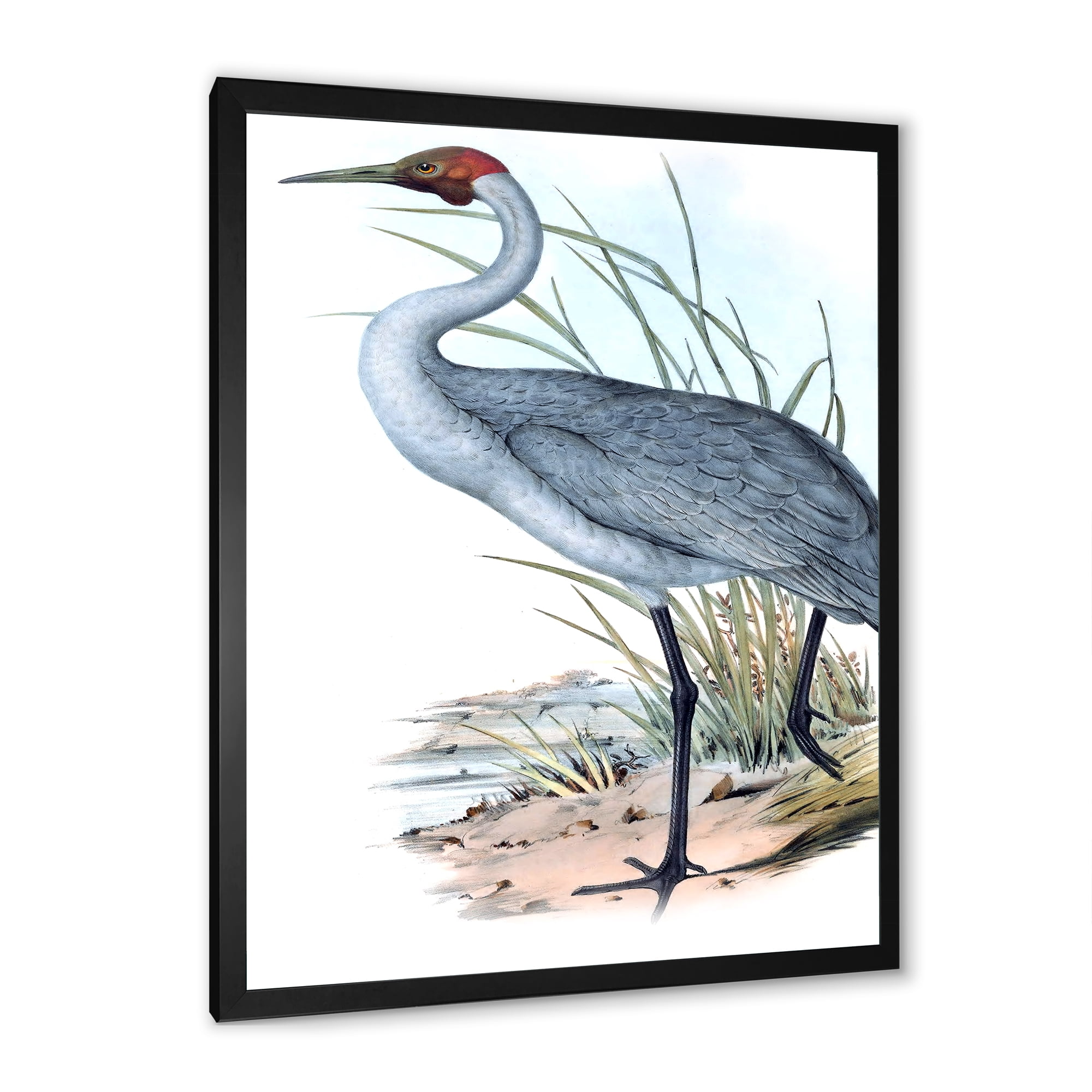 Designart 'Ancient Australian Birds V' Traditional Framed Art Print