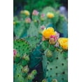 thumbnail image 2 of Quintero, Sonja 23x32 White Modern Wood Framed Museum Art Print Titled - Spring Cacti No. 1, 2 of 4