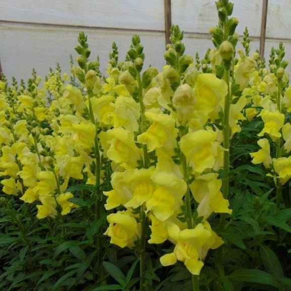 Rocket Series Snapdragon Golden ~50 Seeds—Antirrhinum majus—115-121 Days—30-36" Upright Spikes—AAS Winner—Mixed Colors – Cut Flower Favorite—Full Sun—Annual—Heirloom Quality