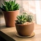 thumbnail image 4 of Bewildely Tapetes para plantas Natural Ligero Nuevo estilo Aspecto exquisito Larga vida útil Círculos de corcho de moda de alto rango Almacenamiento y organización del hogar 10 pulgadas, 4 of 6