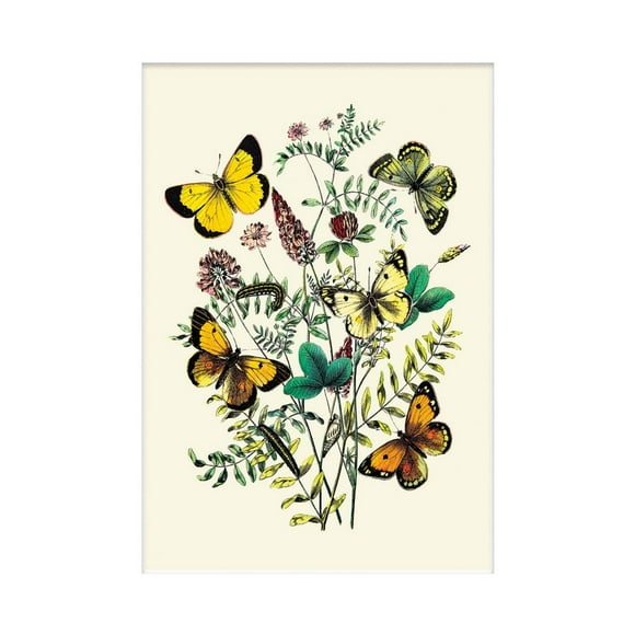 W. F. Kirby Impression Papillons