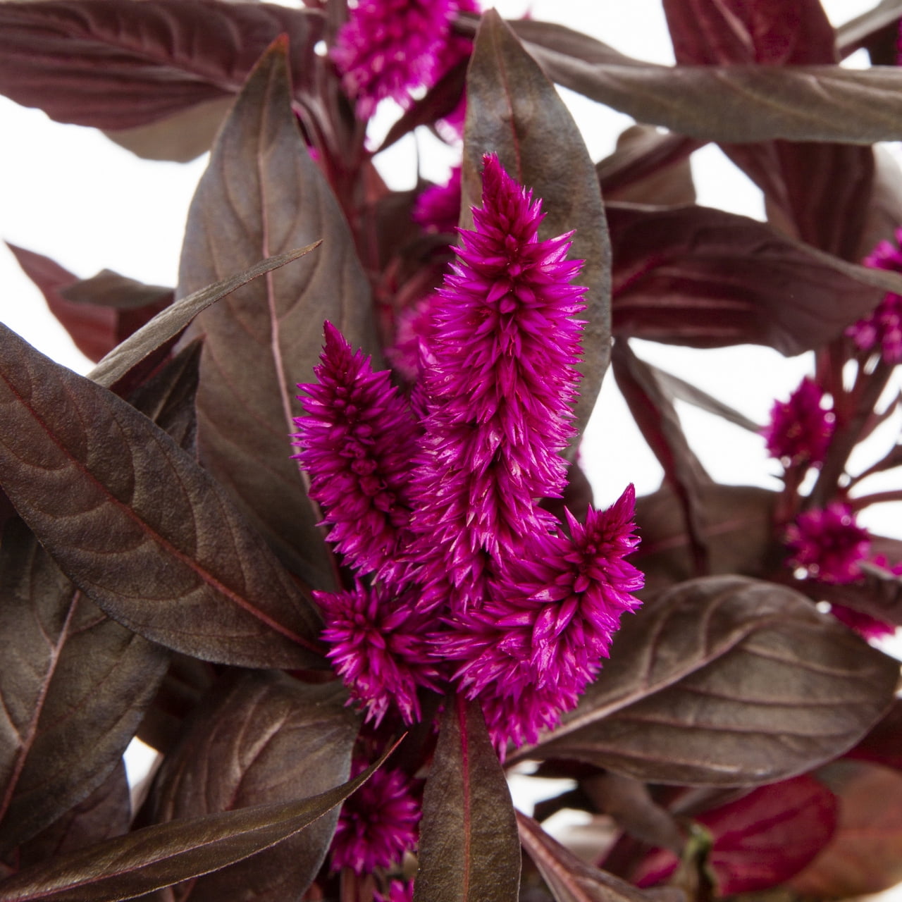 Better Homes & Gardens 2QT Purple Celosia Live Annual Plant Sun 3-Pack
