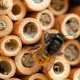 thumbnail image 4 of 20 tubos de bambú para nido de abejas. Tubos para casas de abejas. Tubo de bambú para nido de abejas albañiles., 4 of 8