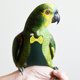 thumbnail image 1 of QUMIIRITY Traje De Vuelo Para Loros En Cómodo Y Duradero Con Ajuste Para Protección, 1 of 6