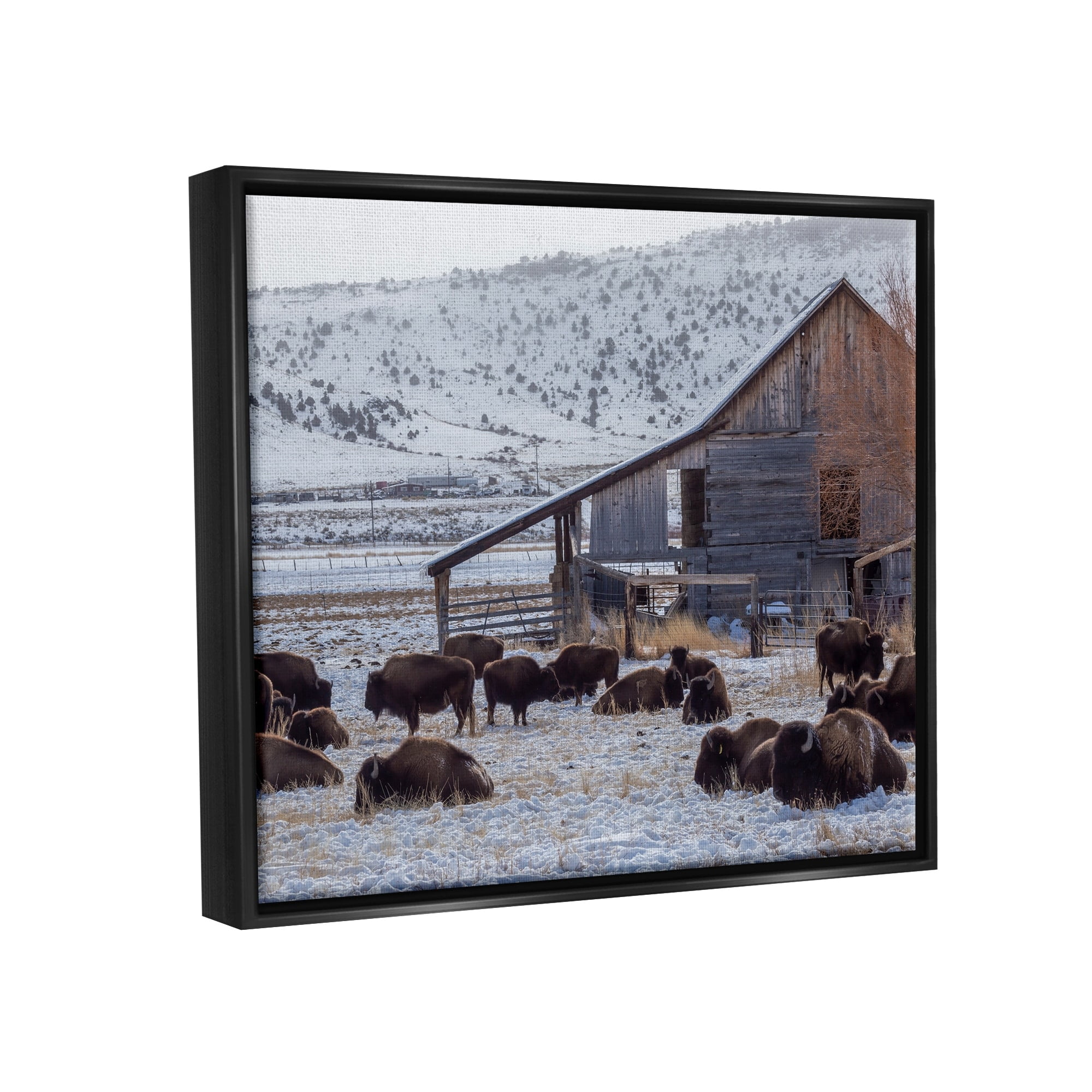 Stupell Industries Grazing Rural Bison Snowy Farmland Barn Scenery Photograph Jet Black Floating Framed Canvas Print Wall Art, Design by Jeff Poe Photography