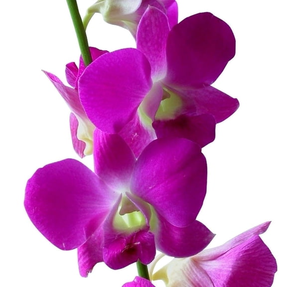 Dendrobium Orchid Live  Plant, Purple  6"-10" Tall - 2" Pot No Bloom Full Shade