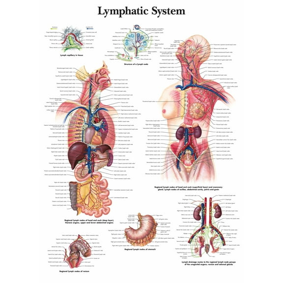 Lymphatic System Wall Art Posters Canvas Print Artwork Wall Chart Human Anatomy Wall Painting Office Hospital Room Home Decoration (without Framed),Multicolor,16x19.7 inch(40x50 cm)
