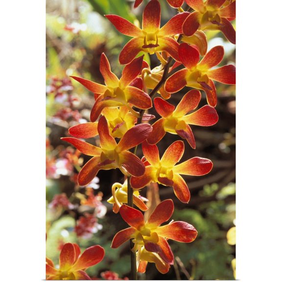 Great BIG Canvas | "Close-Up Of Red And Yellow Dendrobium Orchids On Plant, Outdoors" Art Print - 32x48