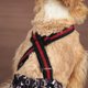 thumbnail image 3 of Pantalones fisiológicos ajustables para perros grandes con arnés, de poliéster transpirable, para uso en interiores y exteriores, cómodos, lavables y reutilizables., 3 of 6