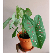 4 Florida Clown Caladium Bulbs for Planting,  Green Fancy Leaf Caladiums Dwarf Elephant Ear Ornamental Plants, Size 1 to 1.5 Inch